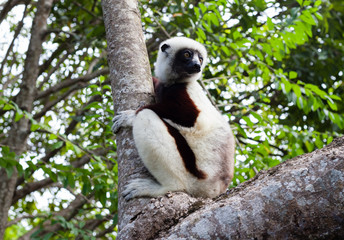 Dancing Lemur From Madagascar