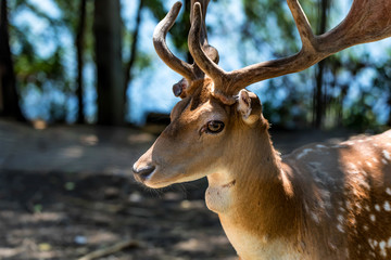 Fallow deer or Dama Dama close