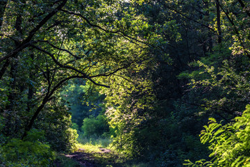 Walking path in summer forest on sunny day