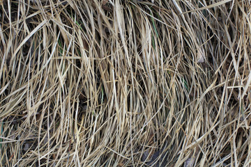 dry grass background 