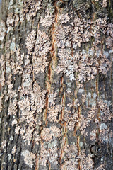 Lichen on the trunk of a tree in a park in the spring.