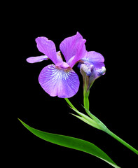 Purple iris isolated on a black background with clipping path.