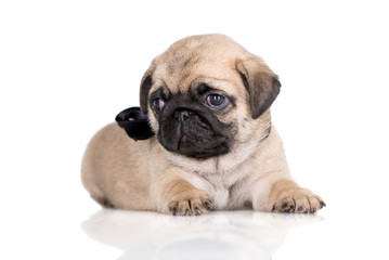 Obraz premium adorable fawn pug puppy lying down