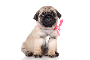 adorable fawn pug puppy sitting on white