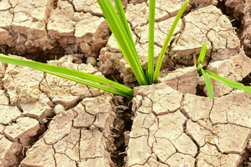 The grass grows from the crevice of the soil.
