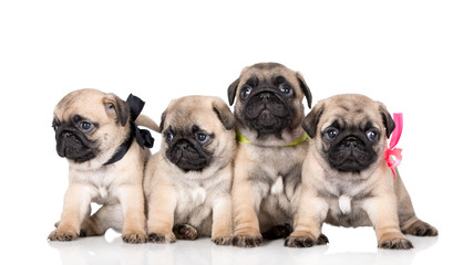 Fototapeta premium four adorable fawn pug puppies