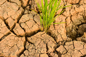 The grass grows from the crevice of the soil.