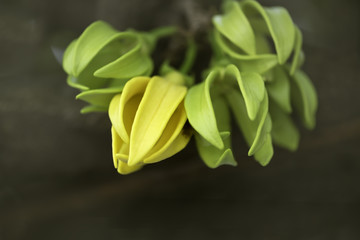 Closeup fragrance yellow flower on dark background.