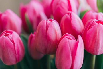 Obraz premium bunch of bright pink tulips on a white background, close-up