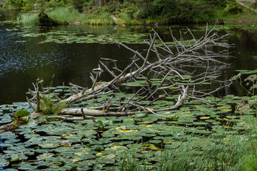 Großer Arbersee im Bayerischen Wald