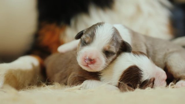 Several newborn puppies sleep near the big paw of their mother. Protection and safety concept