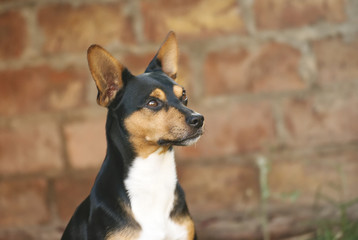 small black dog playing with a young geyhound dog