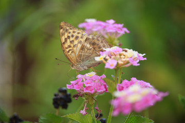 Melitaea didyma on Lantana Flower