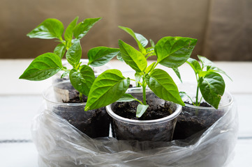Seedlings of pepper