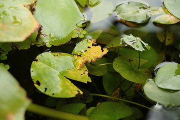 池のハスの美しいワビサビ