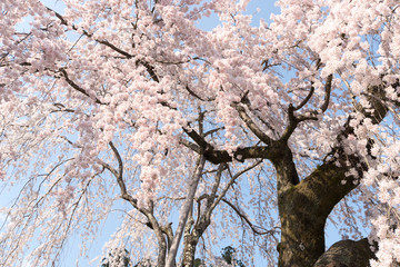 枝垂桜