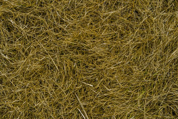 Dry grass texture background. Green grass and dry grass. Fresh grass. Abstract nature background