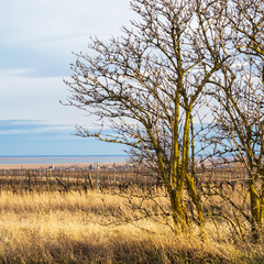 Obraz premium Landschaft im Burgenland bei Rust