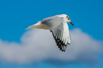 Möwe