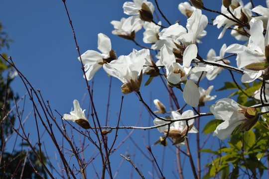 花弁6枚 Photos Royalty Free Images Graphics Vectors Videos Adobe Stock