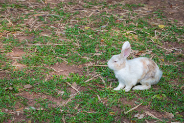 Wild rabbit on the grass