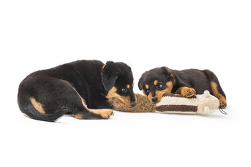 Two Rottweiler Puppies Playing With Toy