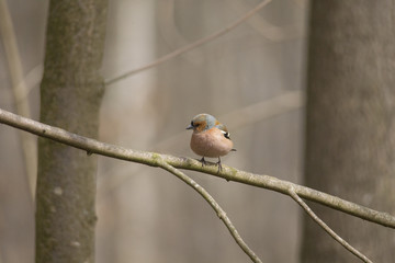A male chaffinch is sitting on a branch with fluffed plumage on it