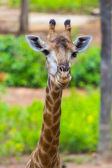Face of Masai giraffe eating