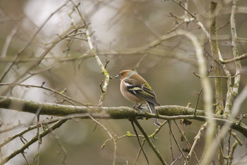 A male chaffinch is sitting on a branch with fluffed plumage on it