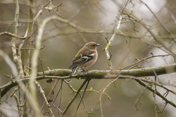 A male chaffinch is sitting on a branch with fluffed plumage on it