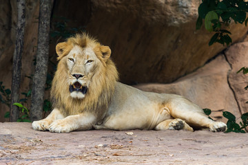 Fototapeta premium Lion resting
