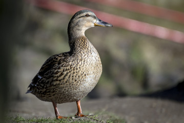 portrait of a brown duck wild on the shore of a pond in southern Bohemia