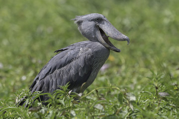 Shoebill ( Schoenbekooievaar )