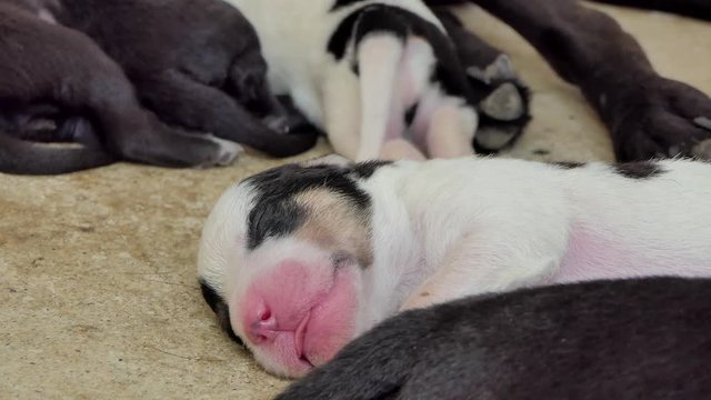White domestic puppies dog sleeping after drink milk from breast mother.