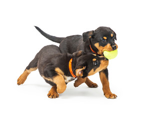 Two Playful Rottweiler Puppies With Ball