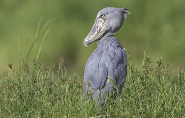 Shoebill ( Schoenbekooievaar )