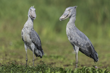 Shoebill ( Schoenbekooievaar )