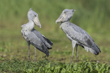Shoebill ( Schoenbekooievaar )