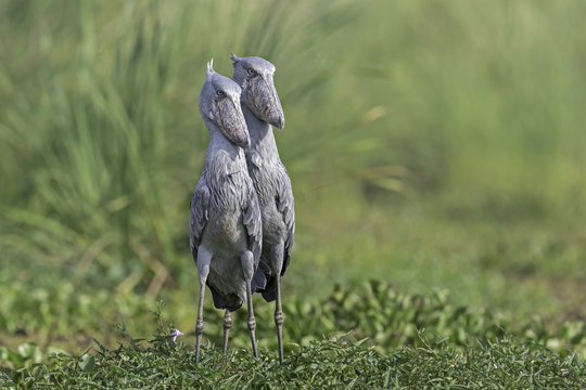 Shoebill ( Schoenbekooievaar )