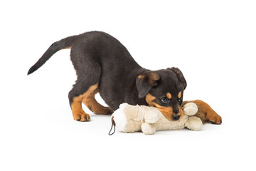 Rottweiler Puppy Playing With Stuffed Animal