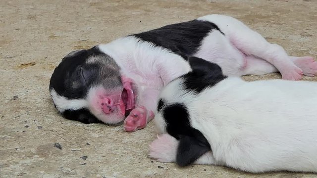 Zoom in white domestic puppies dog sleeping after drink milk from breast mother.