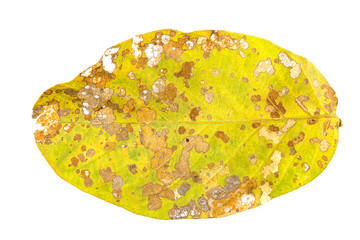 Damage Leaf with holes, eaten by pests isolated