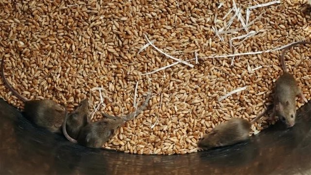 Lots of young mice running around in wheat storing container - rodent infested granary, top view