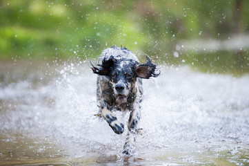 dog running in the river	