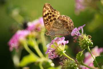 Melitaea didyma on Lantana Flower
