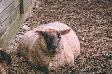 Naklejka premium Pregnant sheep laying on the floor and looking at the camera