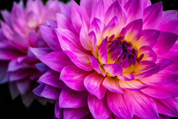 two pink dahlias closeup, background texture