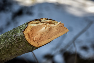 Macro Wood