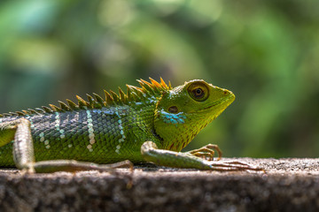 Green Chameleon