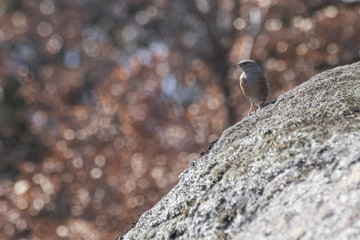 Detailed sparrow on a rock with a background full of lights